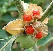 Ashwagandha (Withania somnifera)	